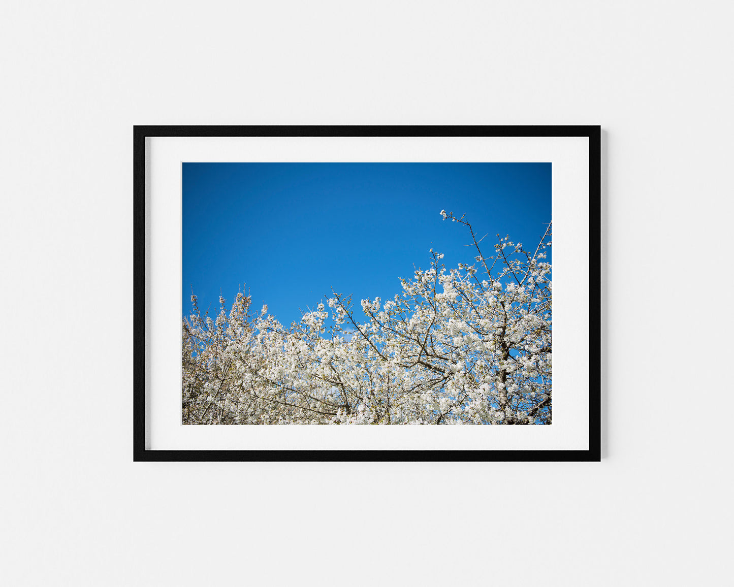 ALMOND BLOSSOM . IBIZA CAMPO