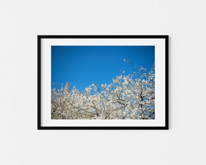 ALMOND BLOSSOM . IBIZA CAMPO