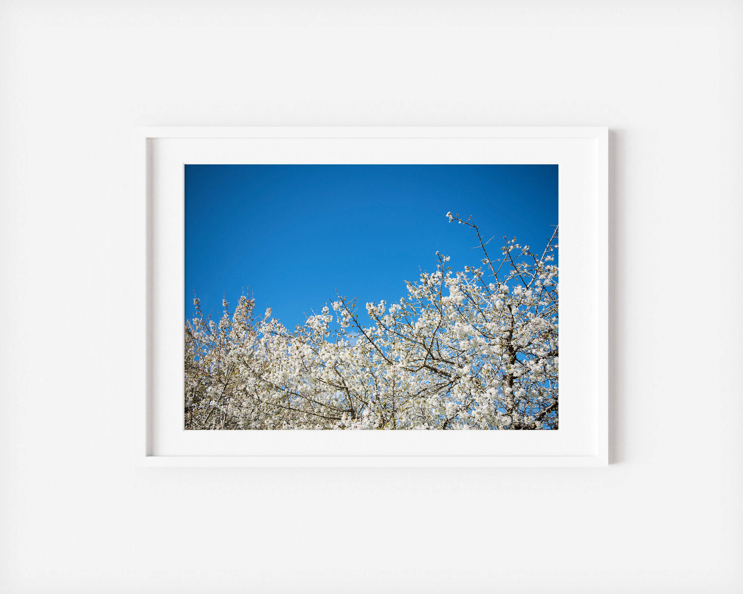 ALMOND BLOSSOM . IBIZA CAMPO