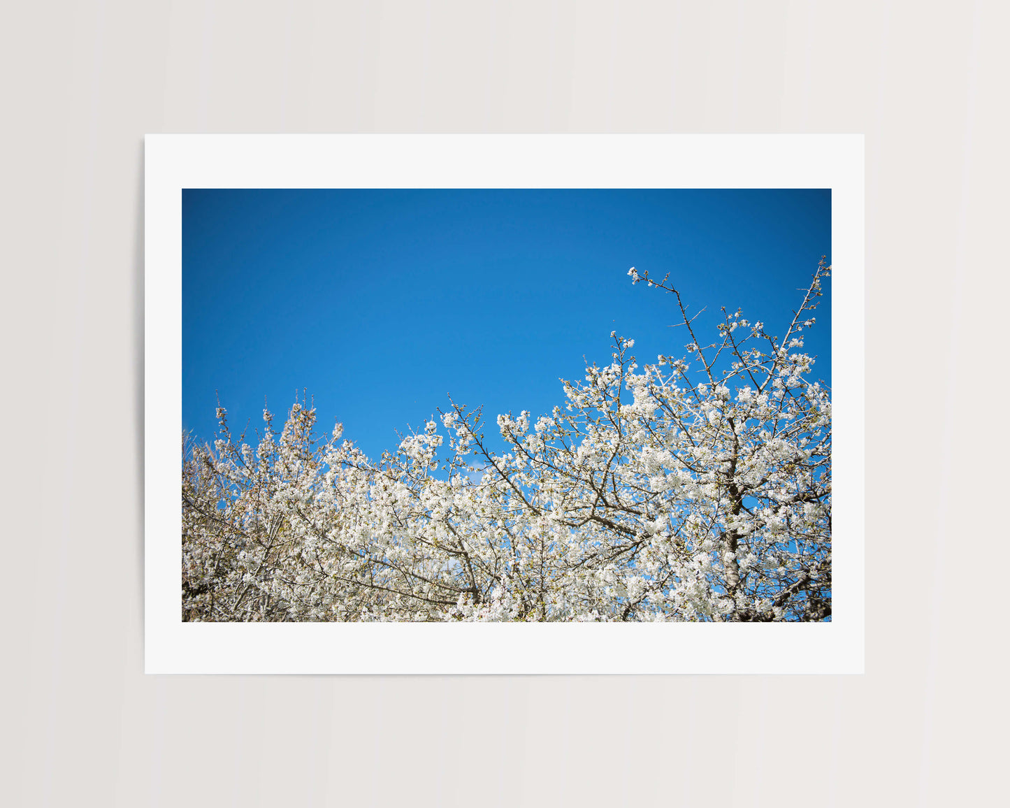 ALMOND BLOSSOM . IBIZA CAMPO