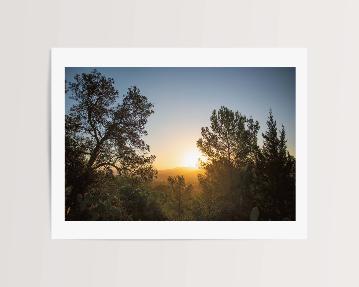 SUNRISE AND PINES . IBIZA SUNRISE